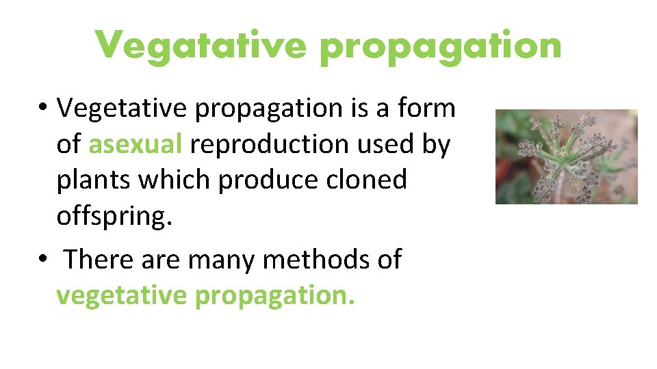 Vegatative propagation • Vegetative propagation is a form of asexual reproduction used by plants