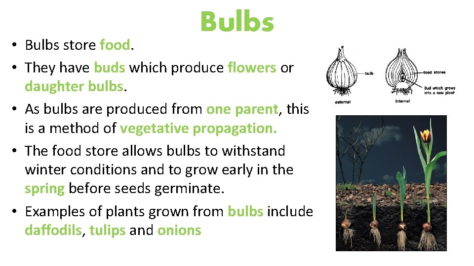 Bulbs • Bulbs store food. • They have buds which produce flowers or daughter