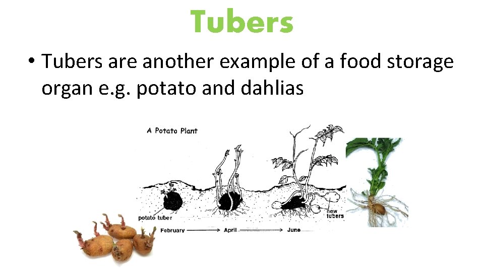 Tubers • Tubers are another example of a food storage organ e. g. potato