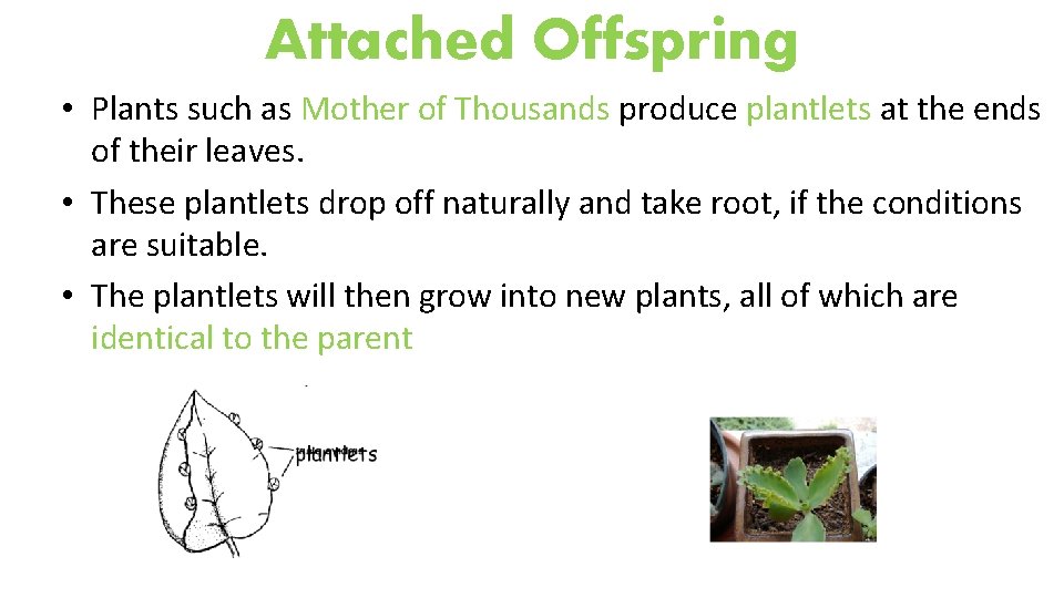 Attached Offspring • Plants such as Mother of Thousands produce plantlets at the ends