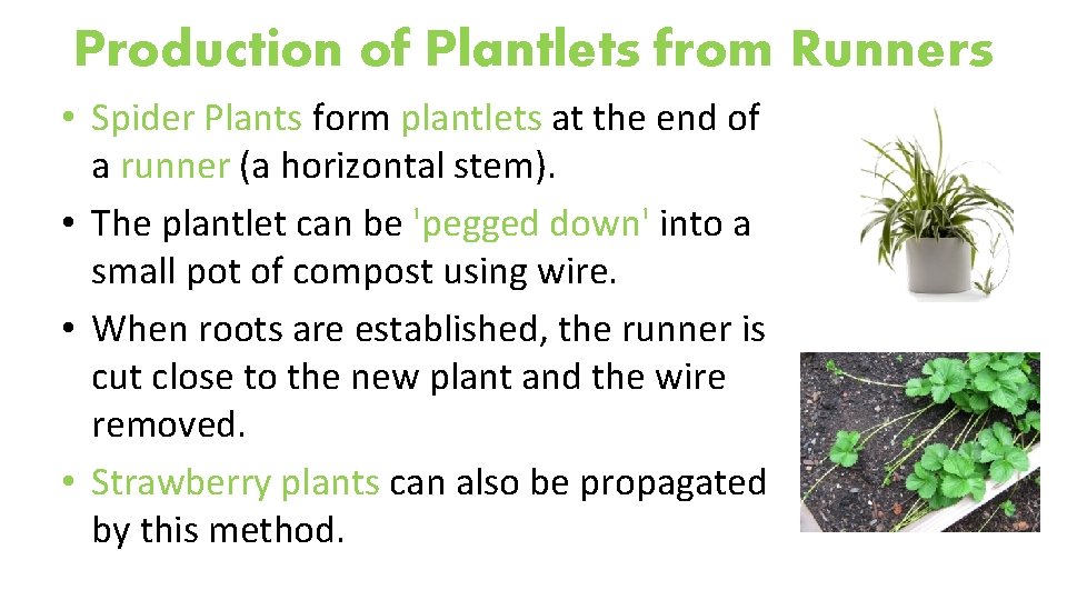 Production of Plantlets from Runners • Spider Plants form plantlets at the end of