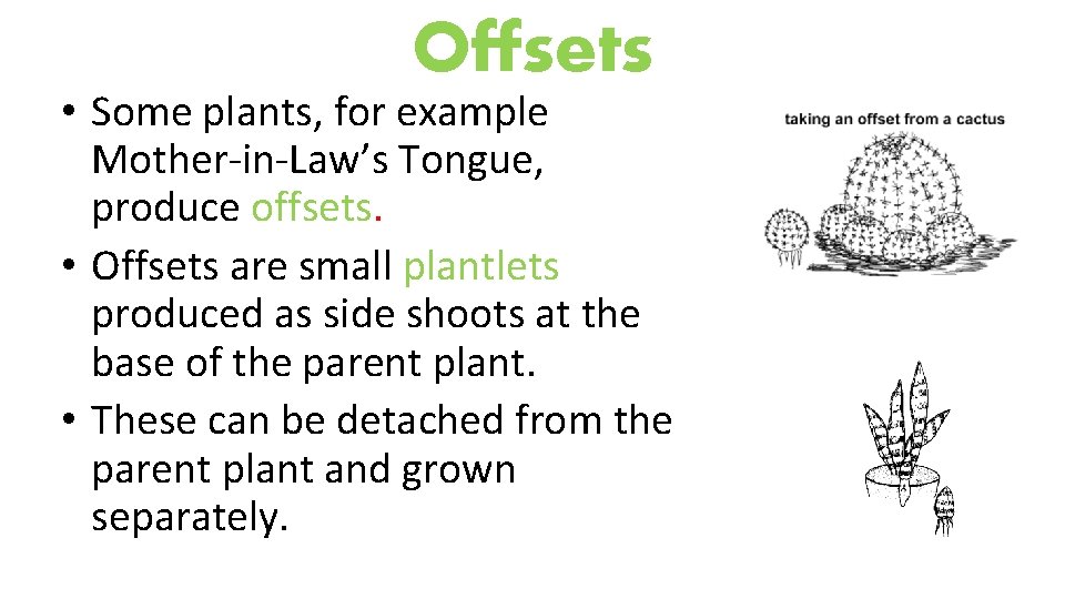 Offsets • Some plants, for example Mother-in-Law’s Tongue, produce offsets. • Offsets are small
