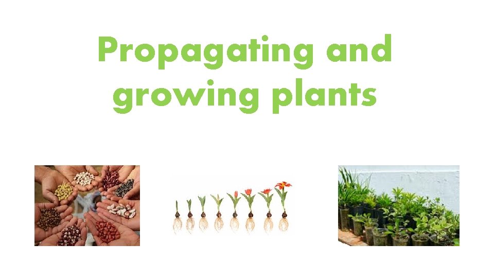 Propagating and growing plants 