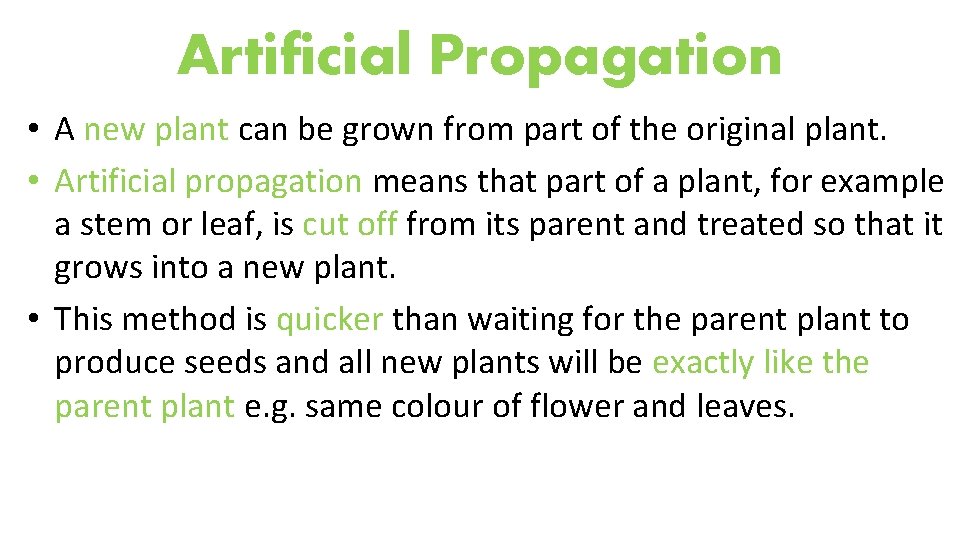 Artificial Propagation • A new plant can be grown from part of the original