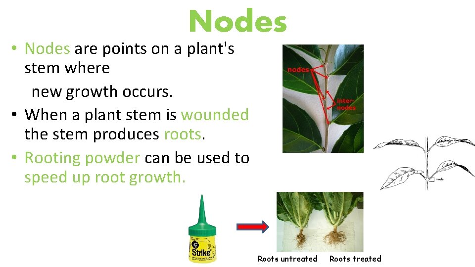 Nodes • Nodes are points on a plant's stem where new growth occurs. •