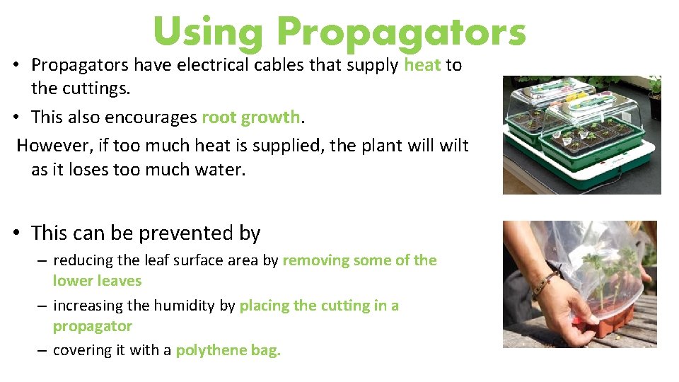 Using Propagators • Propagators have electrical cables that supply heat to the cuttings. •