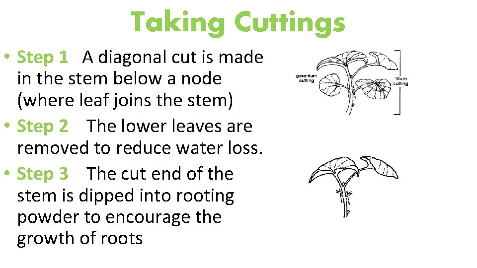 Taking Cuttings • Step 1 A diagonal cut is made in the stem below