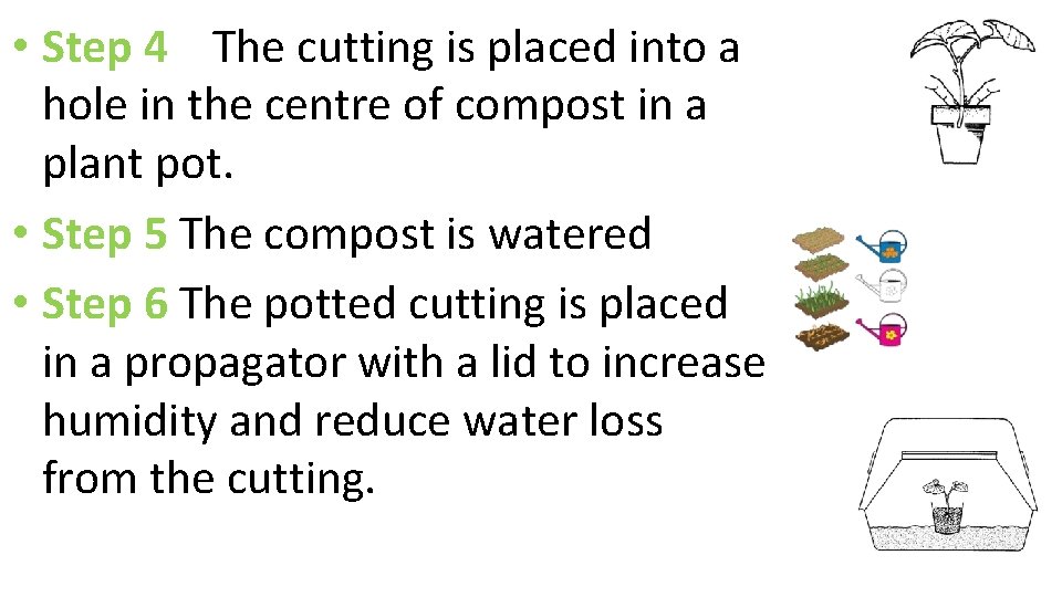  • Step 4 The cutting is placed into a hole in the centre