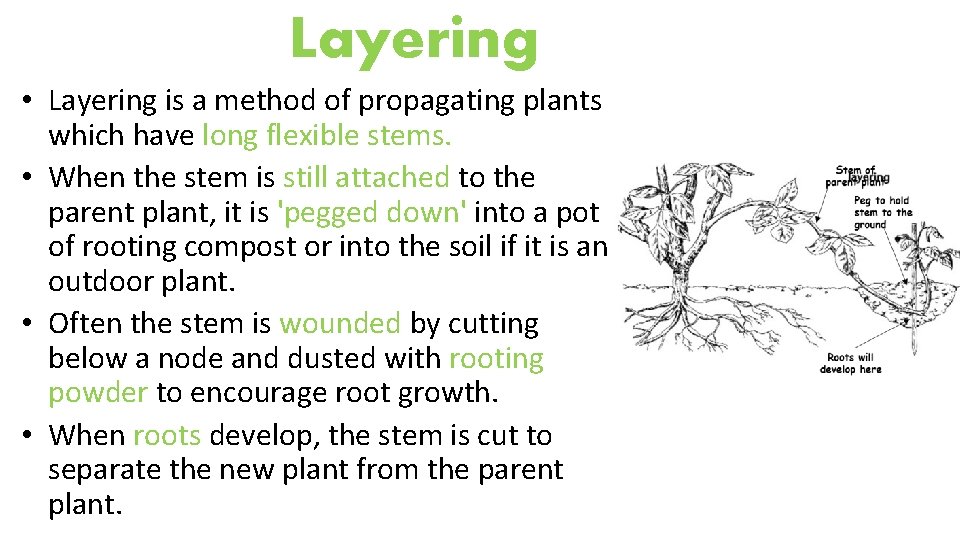 Layering • Layering is a method of propagating plants which have long flexible stems.