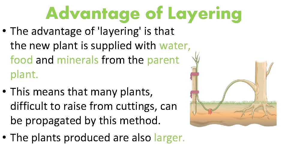 Advantage of Layering • The advantage of 'layering' is that the new plant is