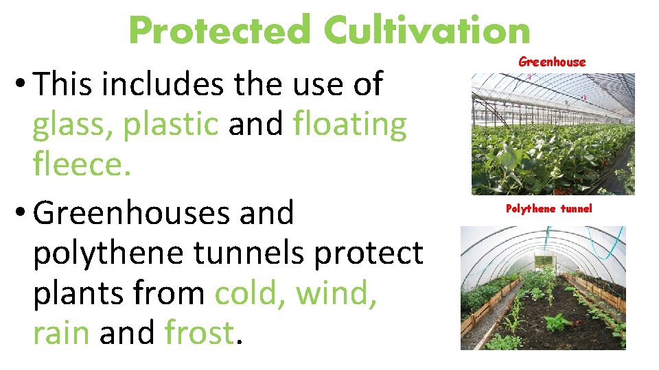 Protected Cultivation • This includes the use of glass, plastic and floating fleece. •