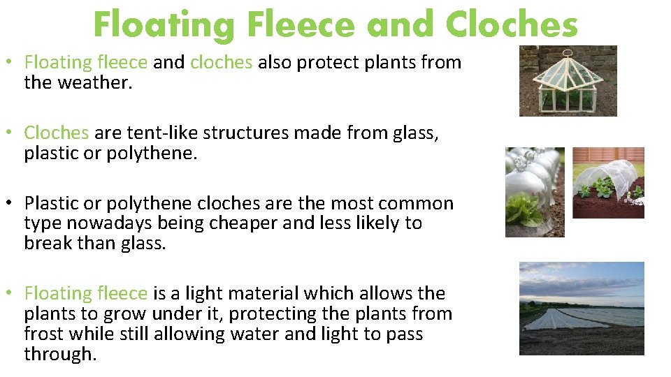 Floating Fleece and Cloches • Floating fleece and cloches also protect plants from the