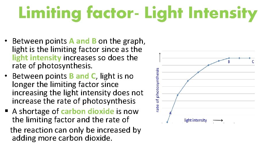 Limiting factor- Light Intensity • Between points A and B on the graph, light