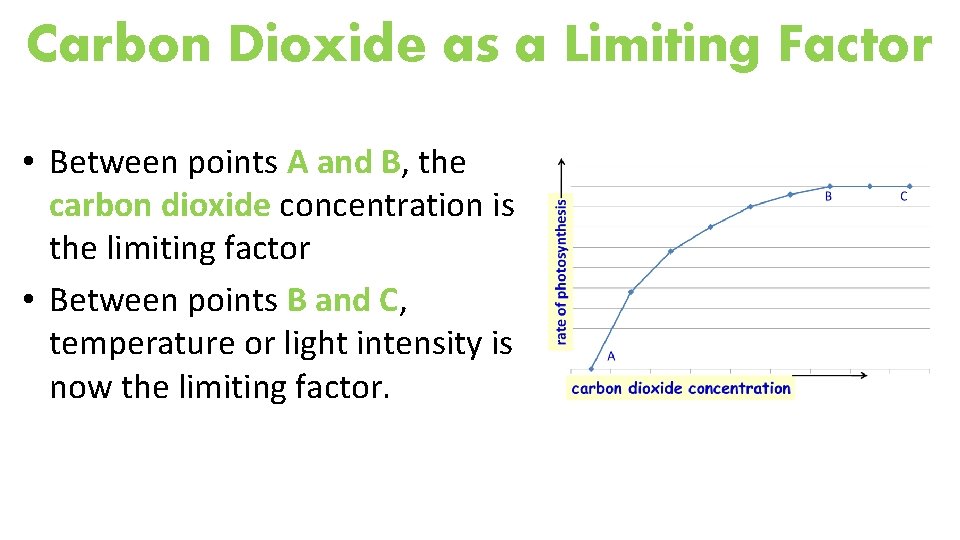 Carbon Dioxide as a Limiting Factor • Between points A and B, the carbon