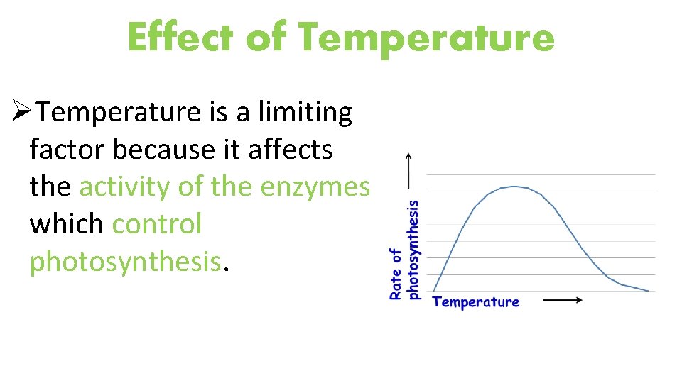 Effect of Temperature ØTemperature is a limiting factor because it affects the activity of