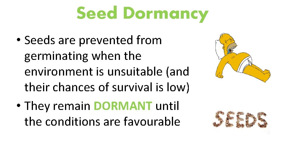 Seed Dormancy • Seeds are prevented from germinating when the environment is unsuitable (and