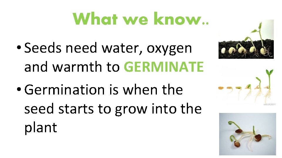 What we know. . • Seeds need water, oxygen and warmth to GERMINATE •