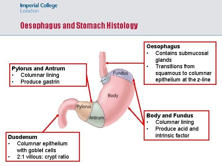 Oesophagus and Stomach Histology Pylorus and Antrum • Columnar lining • Produce gastrin Duodenum