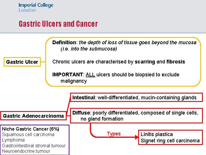 Gastric Ulcers and Cancer Definition: the depth of loss of tissue goes beyond the