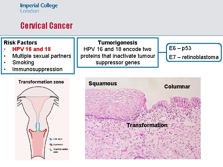 Cervical Cancer Risk Factors • HPV 16 and 18 • Multiple sexual partners •