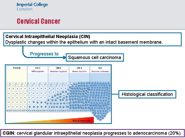 Cervical Cancer Cervical Intraepithelial Neoplasia (CIN) Dysplastic changes within the epithelium with an intact