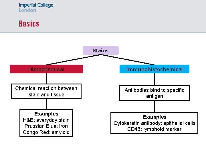 Basics Stains Histochemical Immunohistochemical Chemical reaction between stain and tissue Antibodies bind to specific