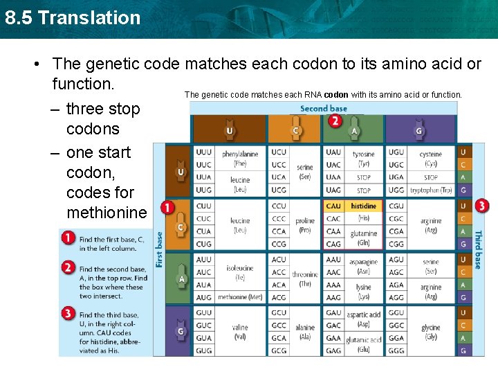 8. 5 Translation • The genetic code matches each codon to its amino acid