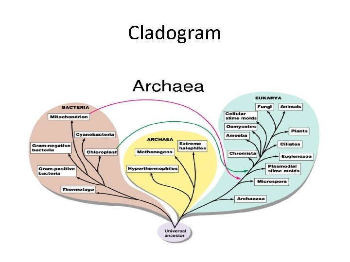 Cladogram 