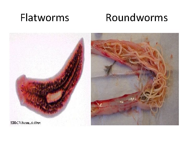 Flatworms Roundworms 