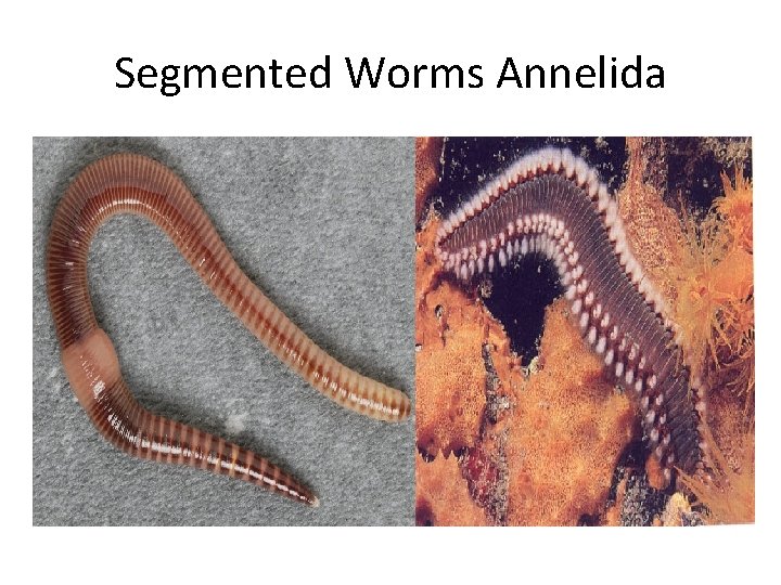 Segmented Worms Annelida 