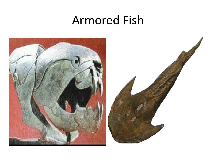 Armored Fish 