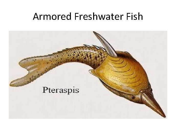 Armored Freshwater Fish 