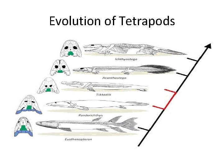 Evolution of Tetrapods 