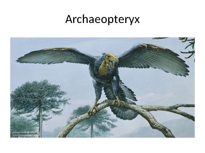 Archaeopteryx 