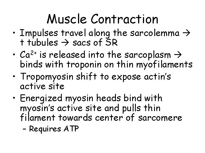 Muscle Contraction • Impulses travel along the sarcolemma t tubules sacs of SR •