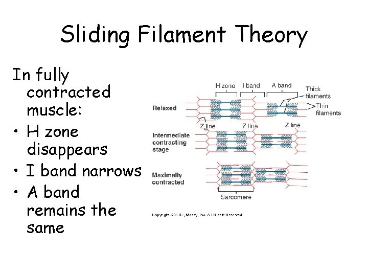 Sliding Filament Theory In fully contracted muscle: • H zone disappears • I band