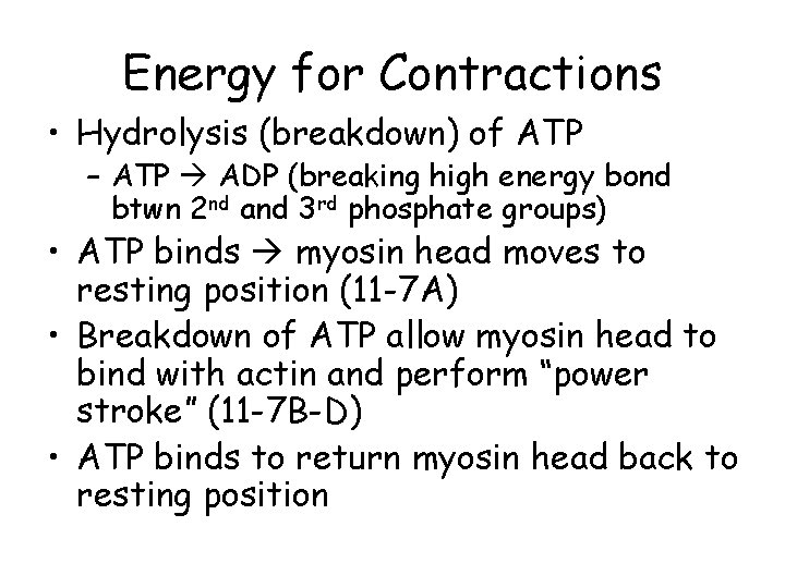 Energy for Contractions • Hydrolysis (breakdown) of ATP – ATP ADP (breaking high energy
