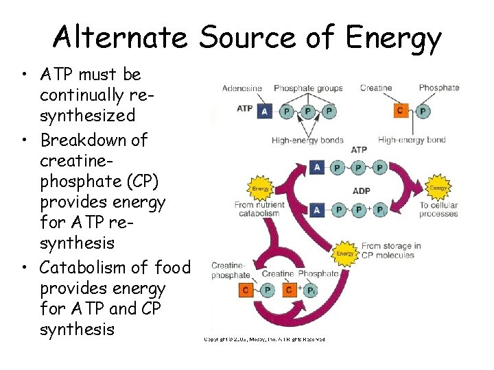 Alternate Source of Energy • ATP must be continually resynthesized • Breakdown of creatinephosphate