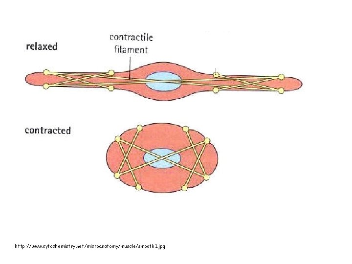 http: //www. cytochemistry. net/microanatomy/muscle/smooth 1. jpg 