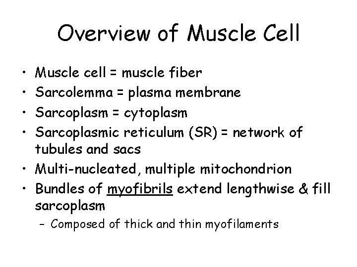 Overview of Muscle Cell • • Muscle cell = muscle fiber Sarcolemma = plasma
