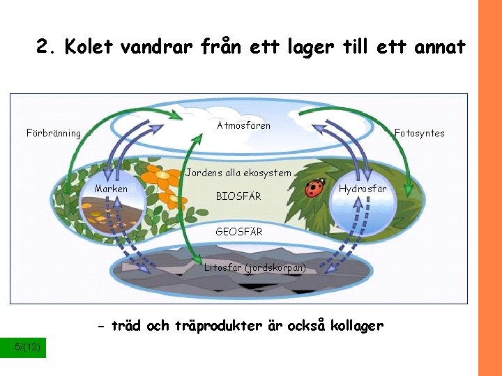 2. Kolet vandrar från ett lager till ett annat Atmosfären Förbränning Fotosyntes Jordens alla