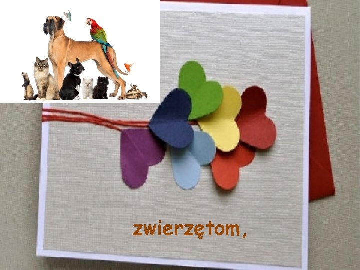 zwierzętom, 