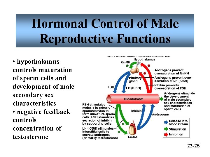Hormonal Control of Male Reproductive Functions • hypothalamus controls maturation of sperm cells and Hormonal Control of Male Reproductive Functions • hypothalamus controls maturation of sperm cells and