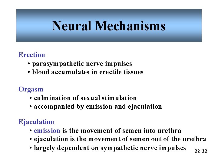 Neural Mechanisms Erection • parasympathetic nerve impulses • blood accumulates in erectile tissues Orgasm Neural Mechanisms Erection • parasympathetic nerve impulses • blood accumulates in erectile tissues Orgasm