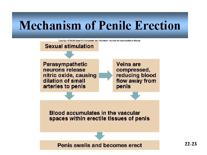 Mechanism of Penile Erection 22 -23 Mechanism of Penile Erection 22 -23