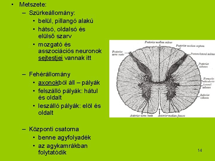  • Metszete: – Szürkeállomány: • belül, pillangó alakú • hátsó, oldalsó és elülső