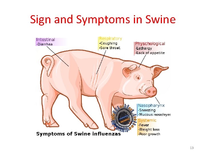 Sign and Symptoms in Swine 13 Sign and Symptoms in Swine 13