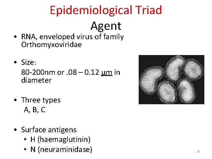 Epidemiological Triad Agent • RNA, enveloped virus of family Orthomyxoviridae • Size: 80 -200 Epidemiological Triad Agent • RNA, enveloped virus of family Orthomyxoviridae • Size: 80 -200