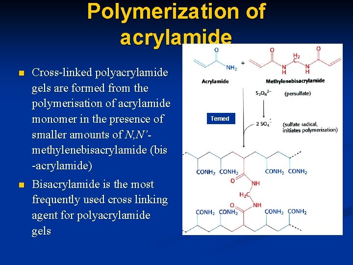 Polymerization of acrylamide n n Cross-linked polyacrylamide gels are formed from the polymerisation of