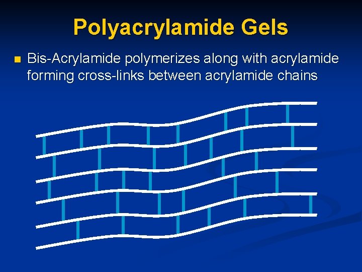 Polyacrylamide Gels n Bis-Acrylamide polymerizes along with acrylamide forming cross-links between acrylamide chains 